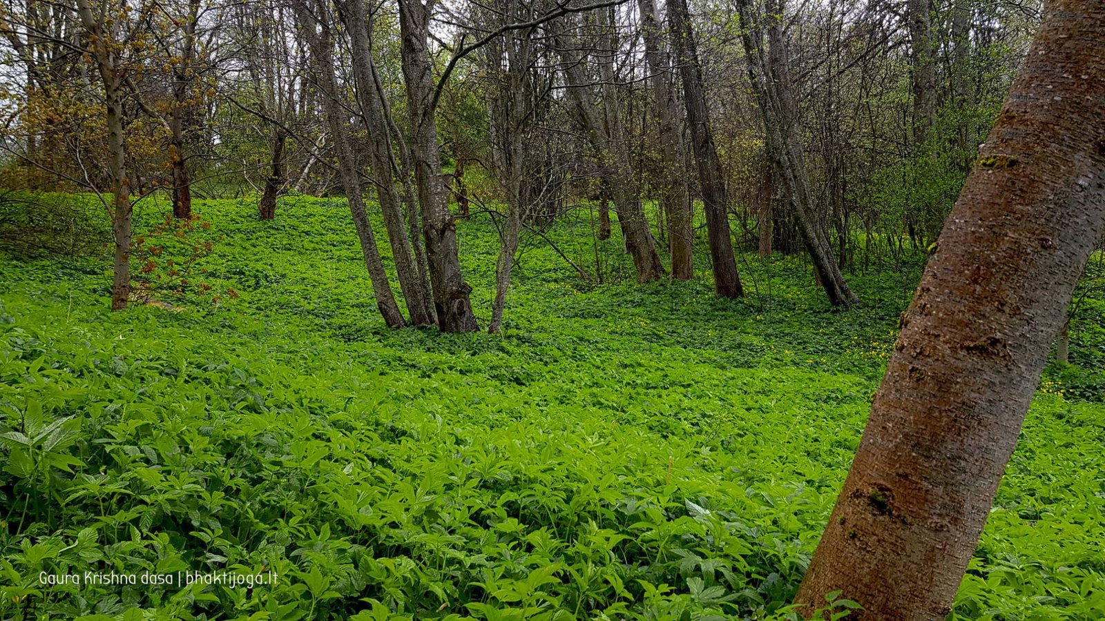  skinderiskio dendrologinis parkas 2021 05 08